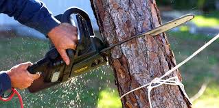 Best Tree Cabling and Bracing  in New Tazewell, TN