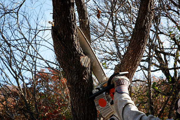 Best Stump Grinding and Removal  in New Tazewell, TN